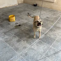 سگ نگهبان|سگ|بومهن, |دیوار