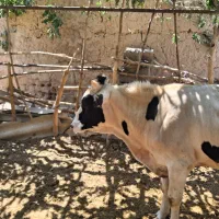 گوساله نر