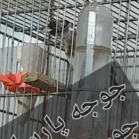 سهره