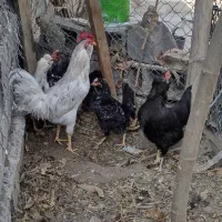 تخم نطفه دار وجوجه گلین باکیفیت و نیمچه امروک|حیوانات مزرعه|مشهد, زیبا شهر|دیوار