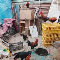 تعدادی خروس محلی یکساله رسمی