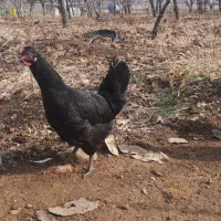 تخم مرغ نطفه دار|حیوانات مزرعه|تویسرکان, |دیوار