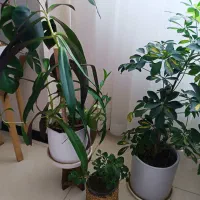 گل‌های زیبا و شاداب|گل و گیاه طبیعی|بجنورد, |دیوار