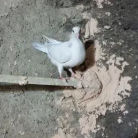 کله هما و جوجه هفت رنگ|پرنده|سبزوار, جوادیه شرقی|دیوار