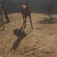 کره اسب کرد