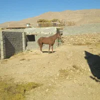 اسب ترکمن|اسب و تجهیزات اسبسواری|اسفراین, |دیوار