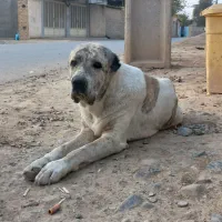 سگ آلبای نر 10میلیون