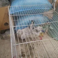 سار