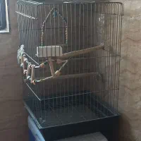 قفس پرنده سایز بزرگ برای عروس ملنگو