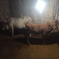 گاو گوساله بفروش میرسد