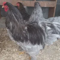 تخم برهما|حیوانات مزرعه|رشت, نظری|دیوار