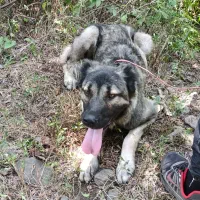 واگذاری سگ سرابی یک سال نیم ماده توظیحات بخون|سگ|املش, |دیوار