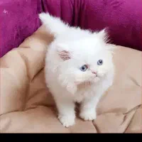 واگذاری گربه پذیرفته میشود