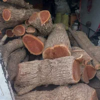 خرید چوب عناب بابالاترین قیمت