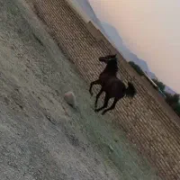 اسب|اسب و تجهیزات اسبسواری|خرمآباد, |دیوار