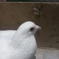 دو. نر کفتر دمی