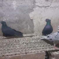 کفتر طوقی|پرنده|اردبیل, |دیوار