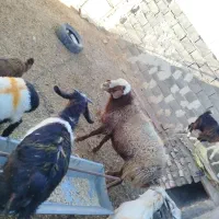 فرووش فوری