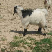 چهار تا بز غاله نرو ماده