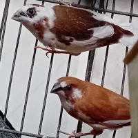 فنچ بنگالی