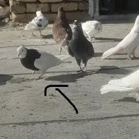 طوقی سیاه ۱۵۰تومان