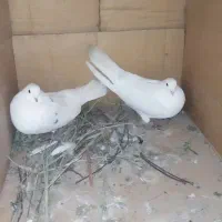 سفید تهرونی