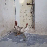 مرغ و خروس کوشامو