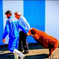 بزرگترین*مرکز*گوسفند زنده*باتضمین پخت*دولَتی|حیوانات مزرعه|مشهد, وکیل‌آباد|دیوار