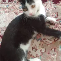 دو تا گربه نر و ماده بازی گوش|گربه|هشتگرد, فاز ۷ مهستان|دیوار