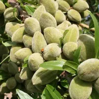 فروش نهال بادام اسکندر