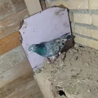 یک جفت کفتر سرور|پرنده|گلبهار, بیزکی|دیوار