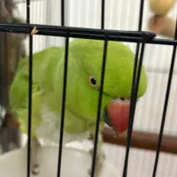 طوطی ملنگو نر|پرنده|آستانه اشرفیه, |دیوار