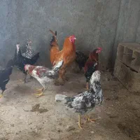 فروش تخم نطفه دار گلین( لری)