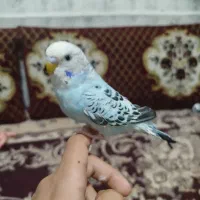 مرغ عشق بالغ