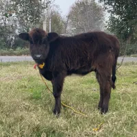 لیشه گوساله ی ماده