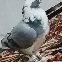کبوتر نرماده عالی موشی|پرنده|سراوان, |دیوار