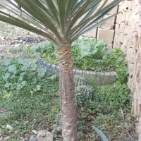 گل وگیاه از نوع یوکا|حراج|گنبد کاووس, |دیوار