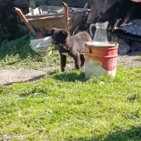 توله سرابی اصیل