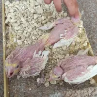 جوجه سرلاکی عروس هلندی