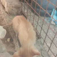 بچه گربه|گربه|چهارباغ, |دیوار