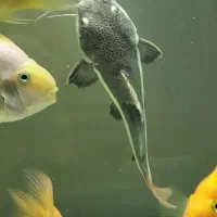 ماهی ردتیل|ماهی|کهریزک, |دیوار