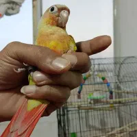 گرینچیک