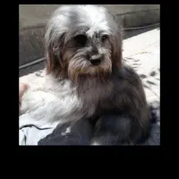 سگ شیتزو پسر