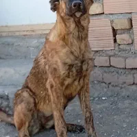 دوتا فروشی