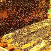 فروش کلنی زنبورعسل