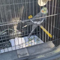 عروس هلندی|پرنده|قرچک, داوود آباد|دیوار