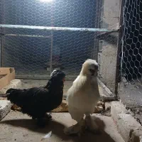 مرغ و خروس لهستانی جوان تخم گذار