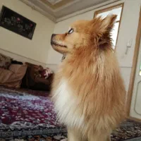 پامر|سگ|نیشابور, پنجراه|دیوار