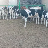 13 راس گوساله نر گاو نر|حیوانات مزرعه|شیراز, بید زرد|دیوار