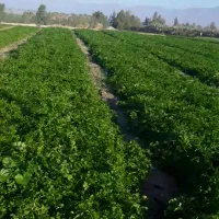سبزی‌خورشتی‌وخوردن‌هرروزه‌ازجیرفت‌به‌رابرارسال